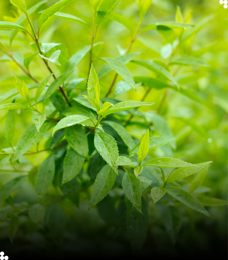 Stevia